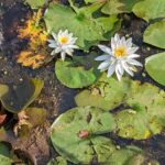 Water lilies